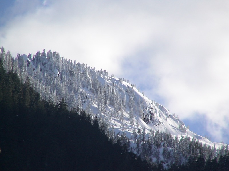 Snow in trees on hill