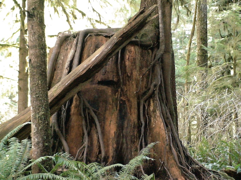 stump, springboard notches, roots around it