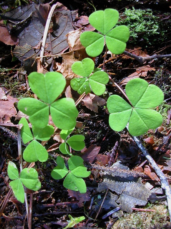clover leaves