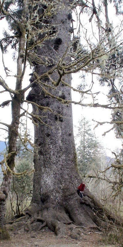 Massive spruce you can walk up