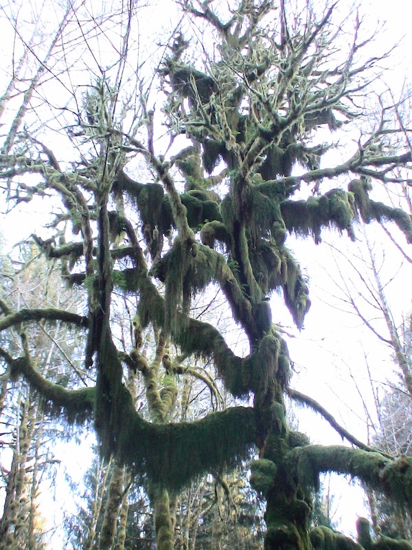 green lichen on tree