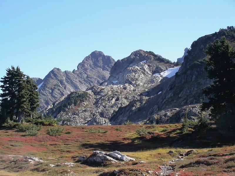 meadow with colored low blueberry bushes