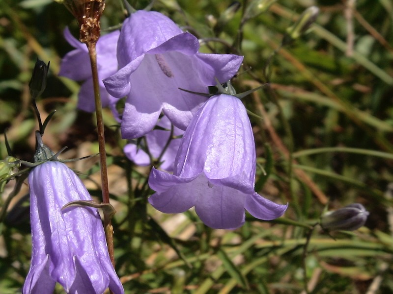 purple bell flowers