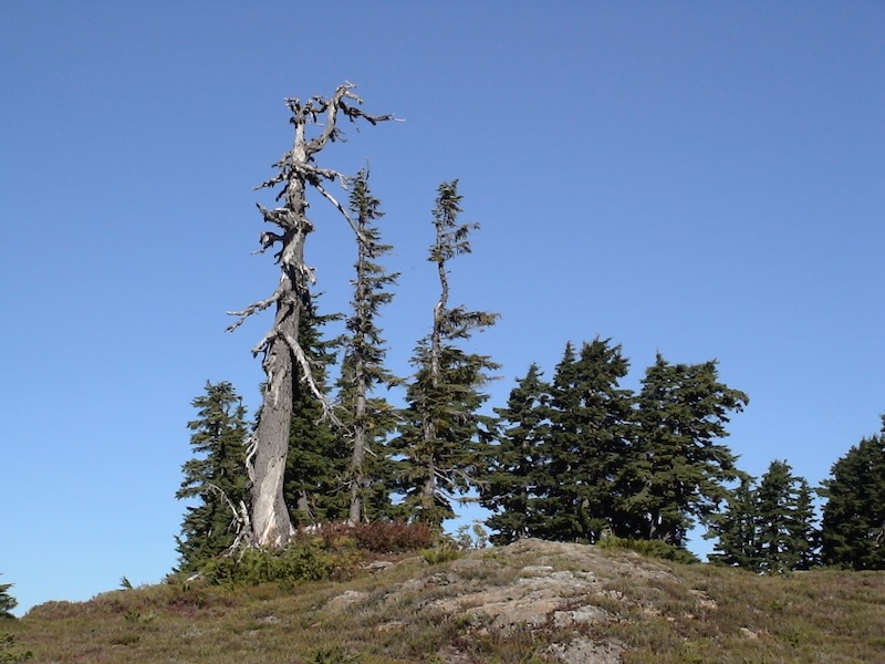twisted trees against sky