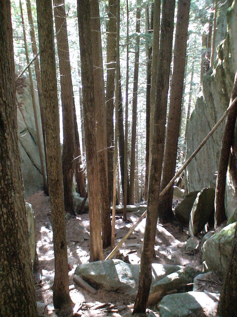 Tall trunks among rock faces