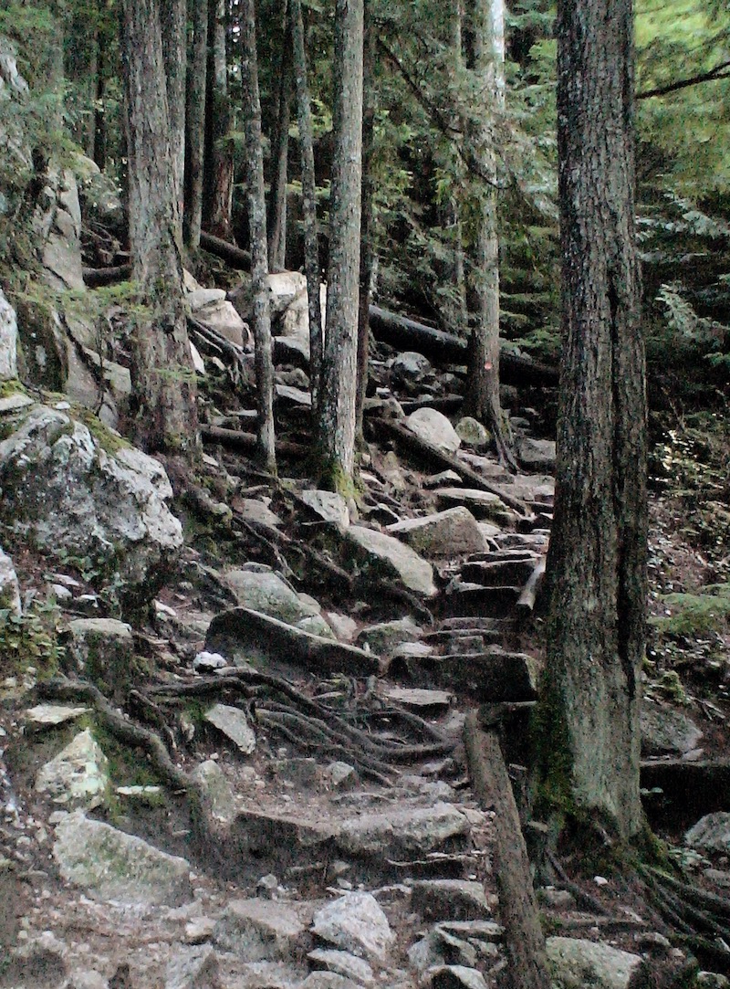 Rocky trail in trees