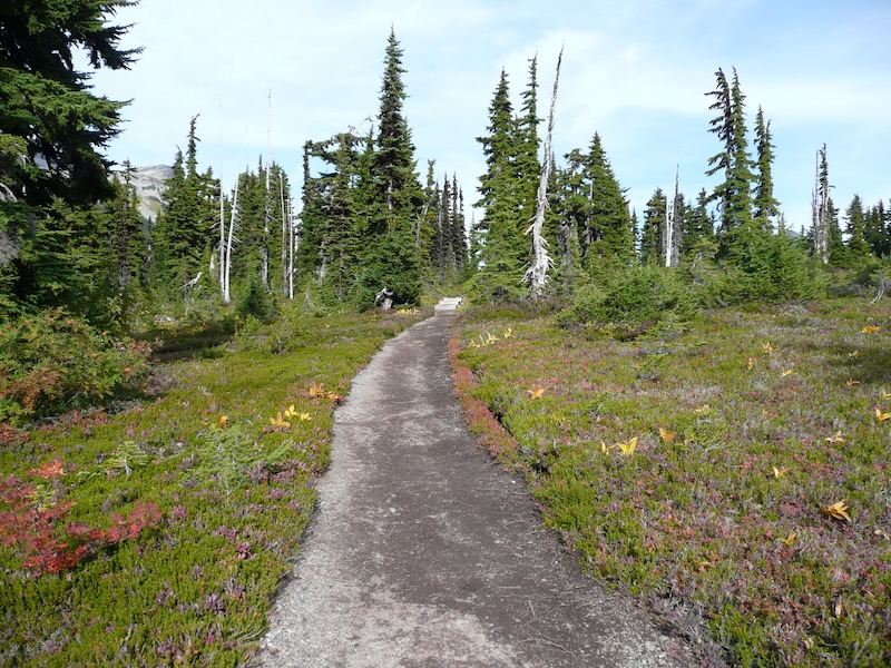 trail with colored bushes at sides