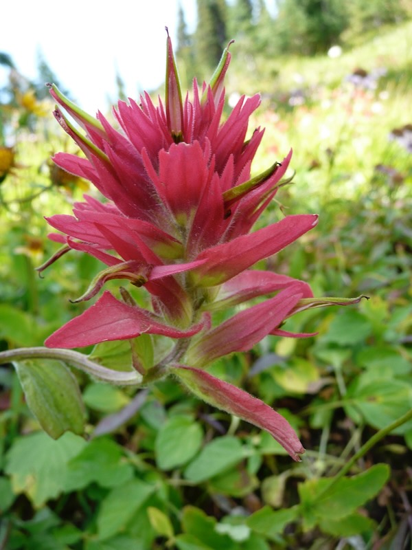 red late spring flower