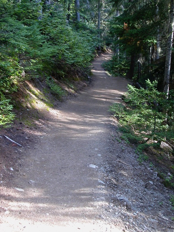 trail in woods