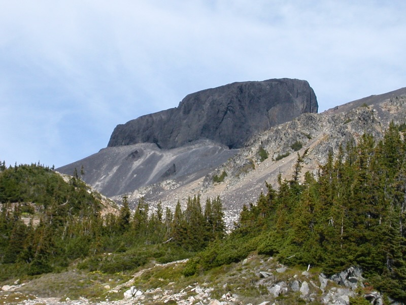 trees below the tusk
