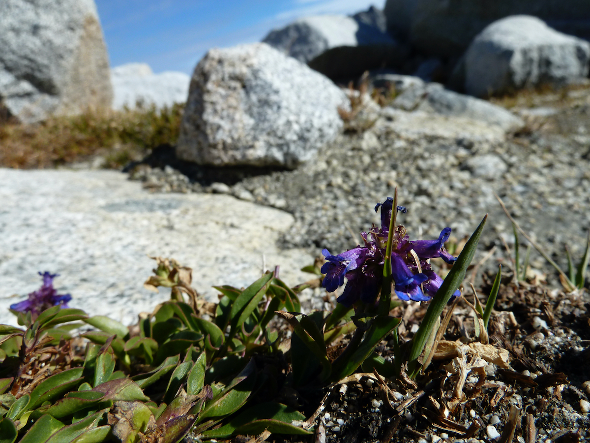 small woody plant with flowers, rocks and snow behind