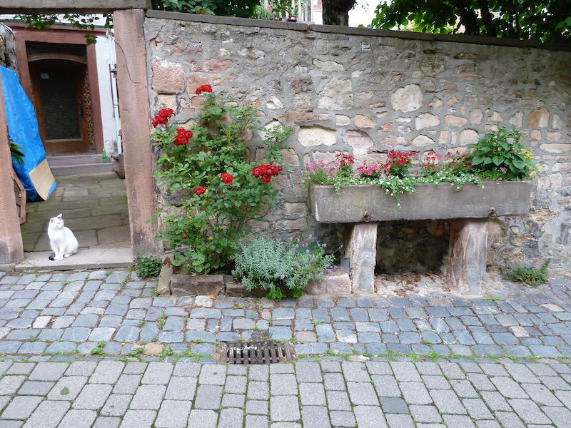 House stone wall with cat and watering trough