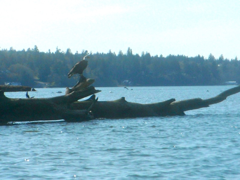 Eagle on a fallen tree in water