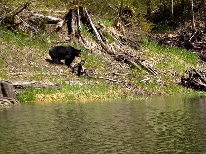 Bear on bank eating grass shoots