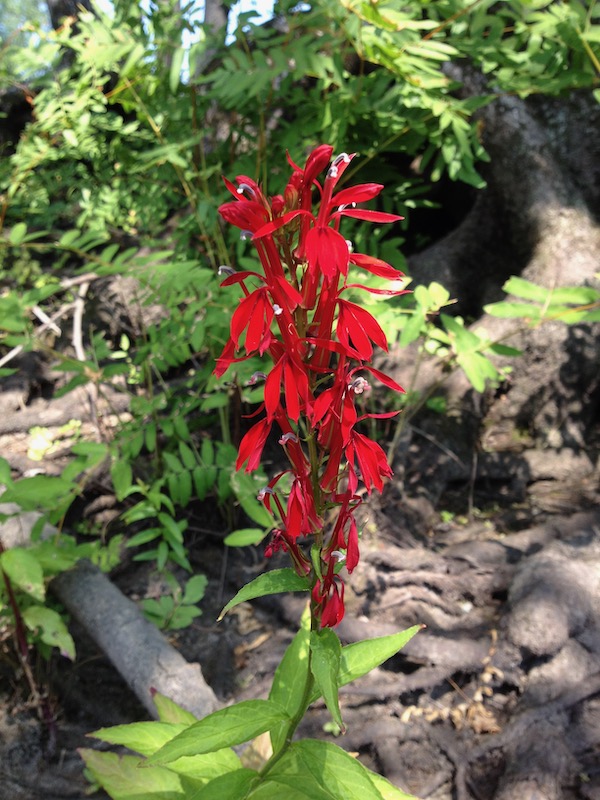Red wildflower
