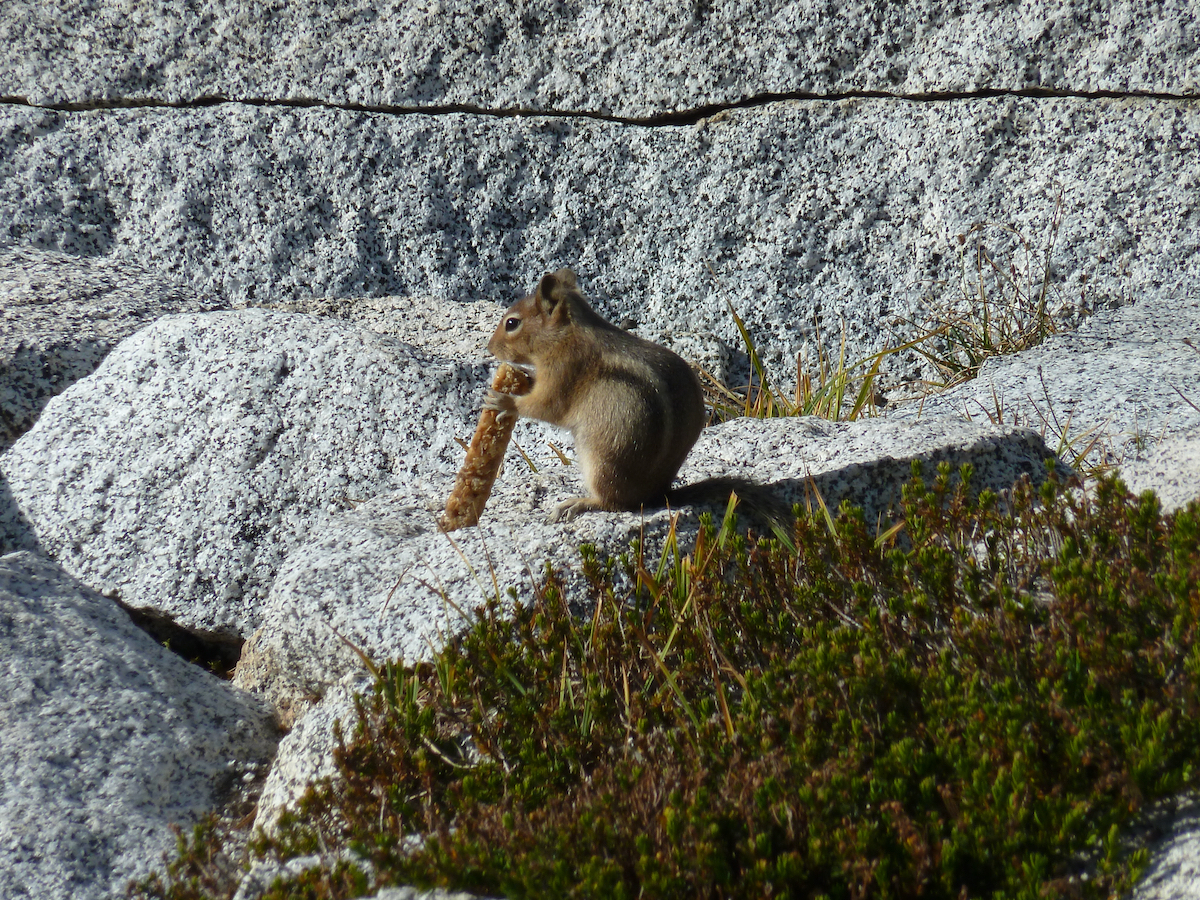 rodent eating a stolen nut bar