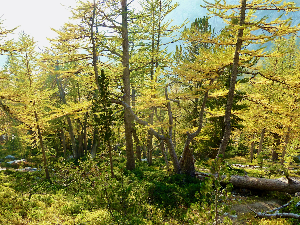 trees and a path down