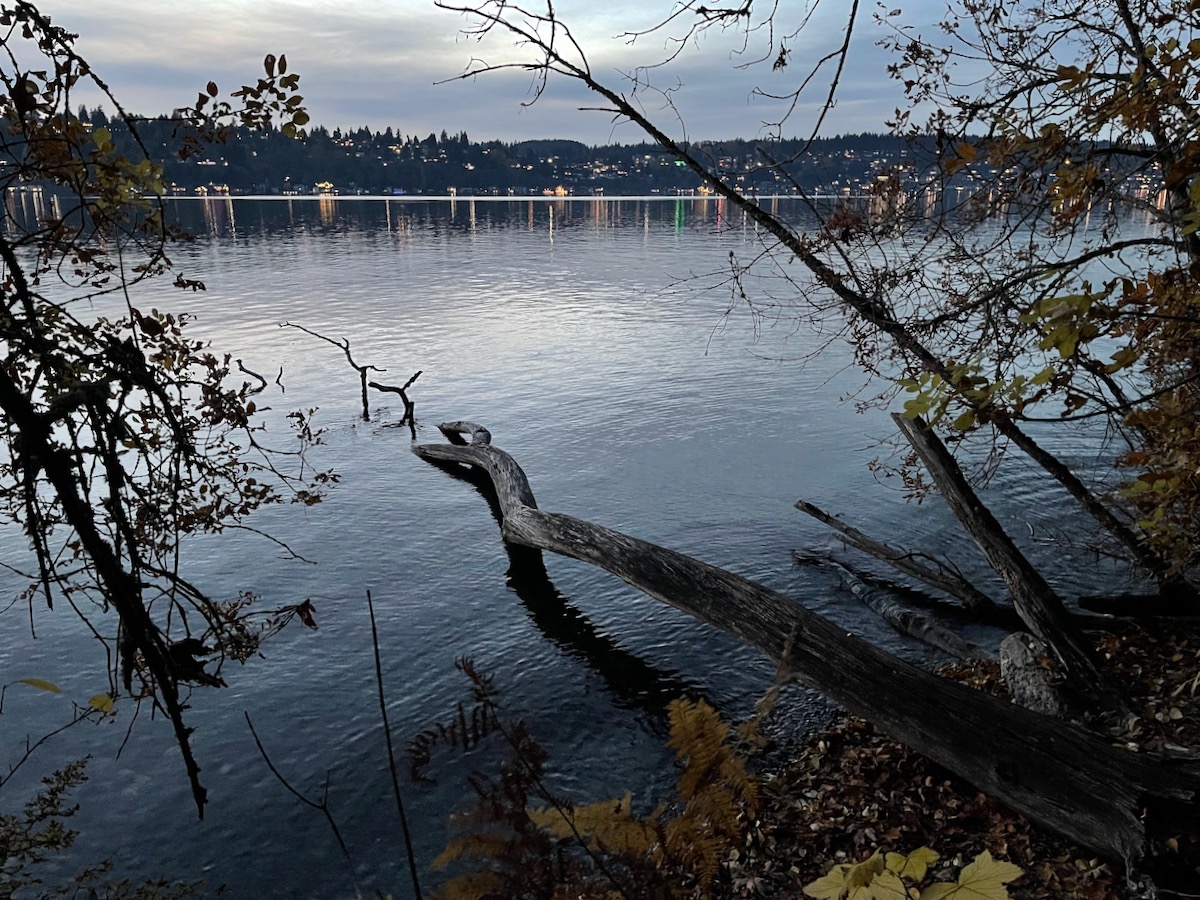 tree in lake with lights from distant houses