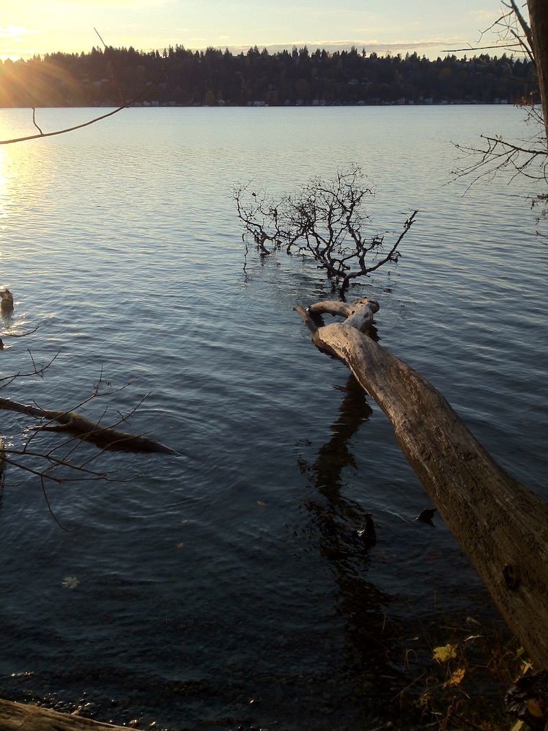 tree and branches in water at sunset