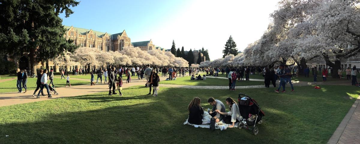 Sunny day, blossoming trees, stately buildings, appreciative people viewing