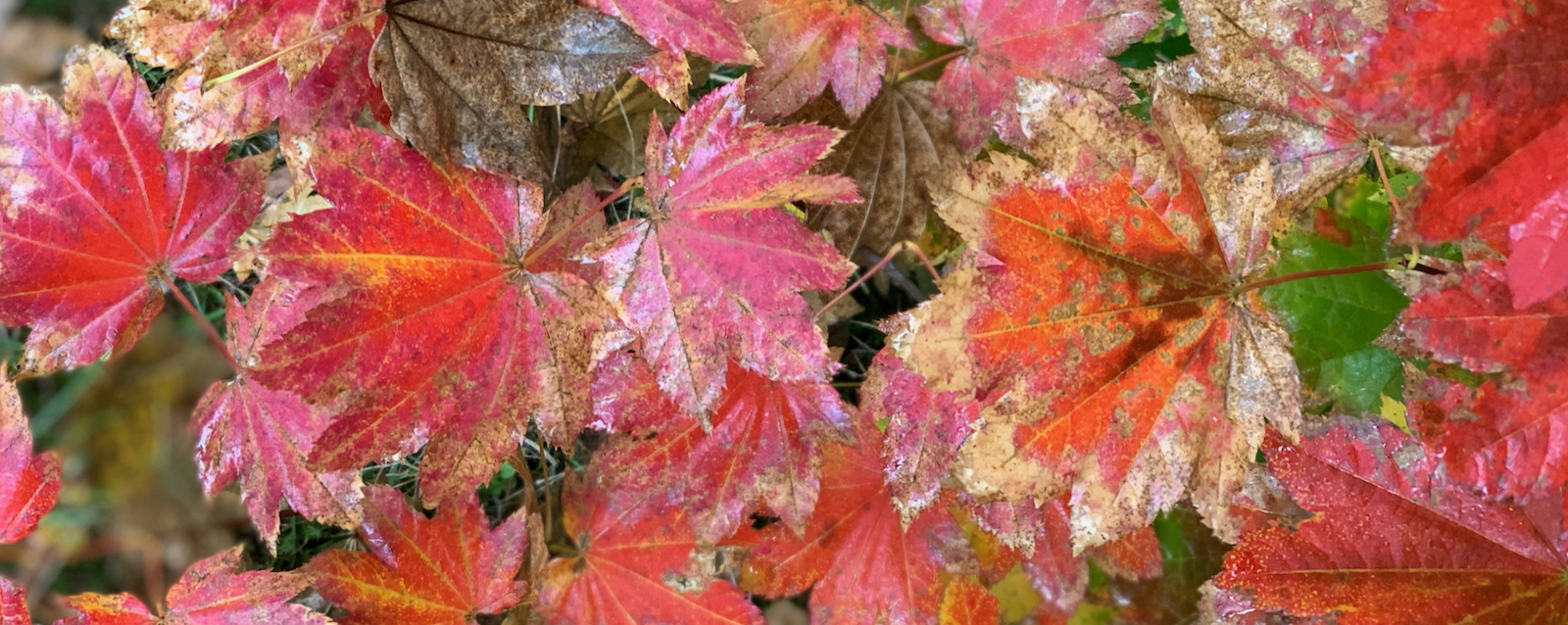 Wet fall leaves, red with gold edges.