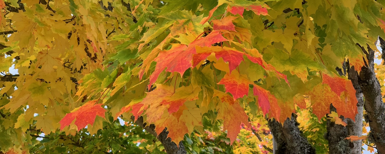 colored maple leaves on tree