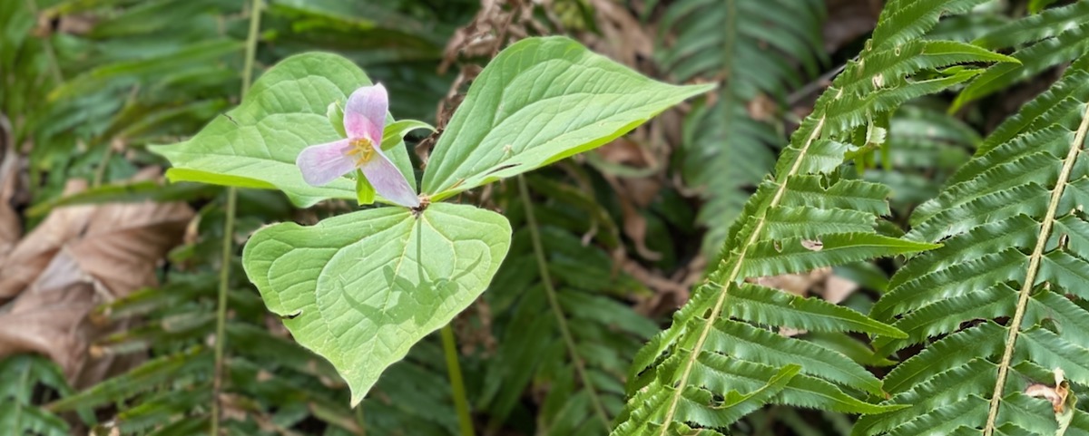 Trillium flower