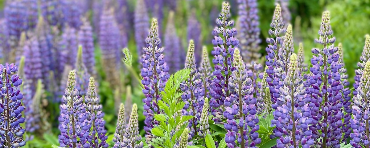 Lupin flowers