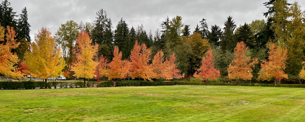 Fall tree colors