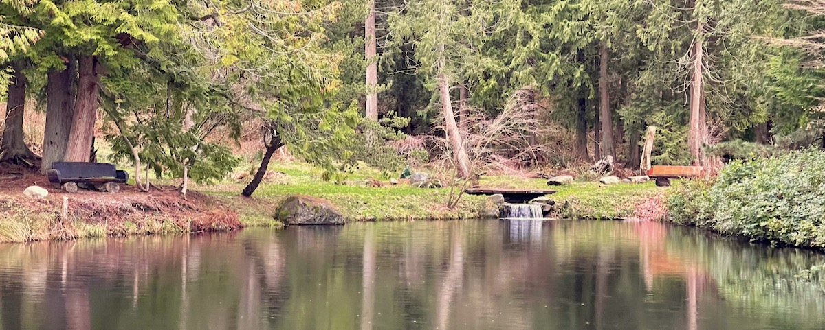 Pond beside trail in Bothell Canyon Park area