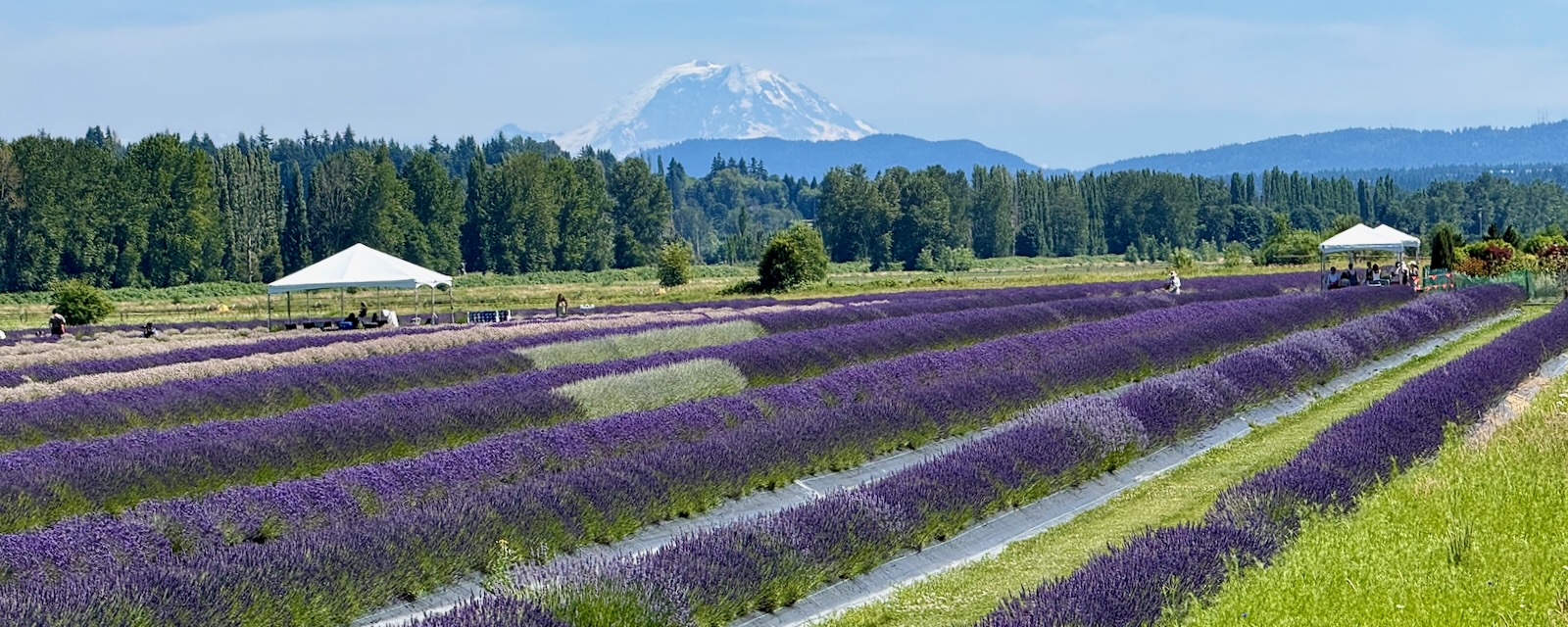 purple flowers with mountain in background