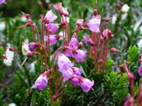 2002_enchantments17