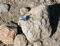 2004_ptarmigan2