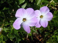 2004_ptarmigan5