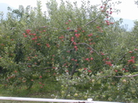 2005_japan115