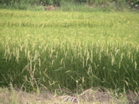 2005_japan116