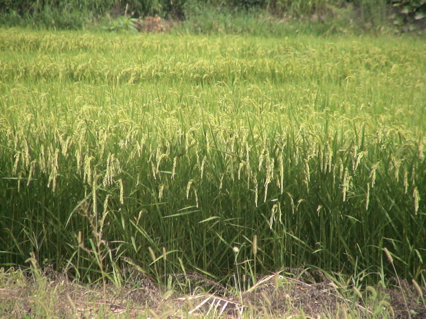 2005_japan116