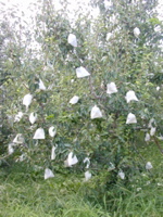 2005_japan118