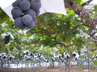 2005_japan119