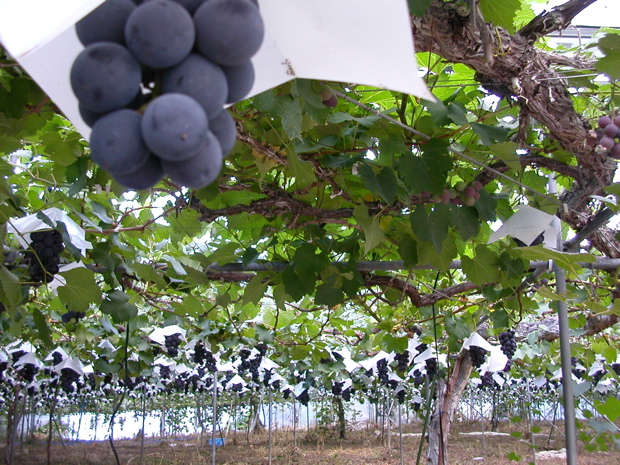 2005_japan119