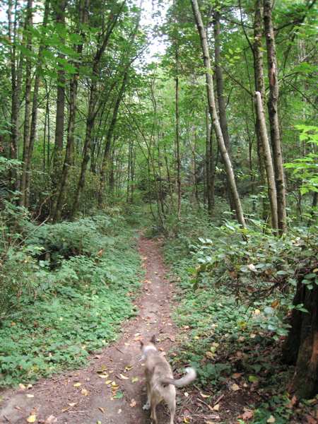20070826_WalkWoods1