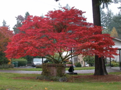 20071020_FallColors0