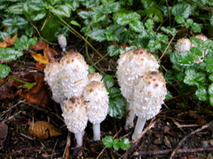 20071020_FallColors10