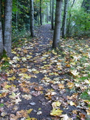 20071020_FallColors11