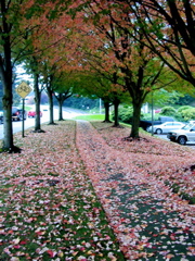 20071020_FallColors12
