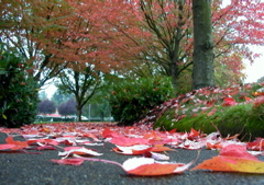 20071020_FallColors13