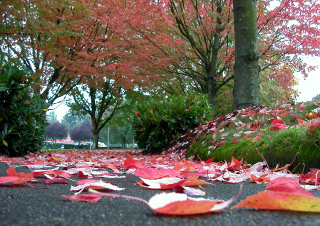 20071020_FallColors13