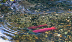 20071020_FallColors16