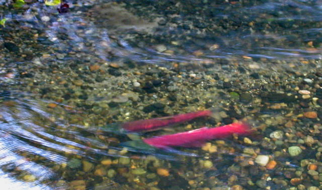 20071020_FallColors16