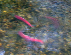 20071020_FallColors17
